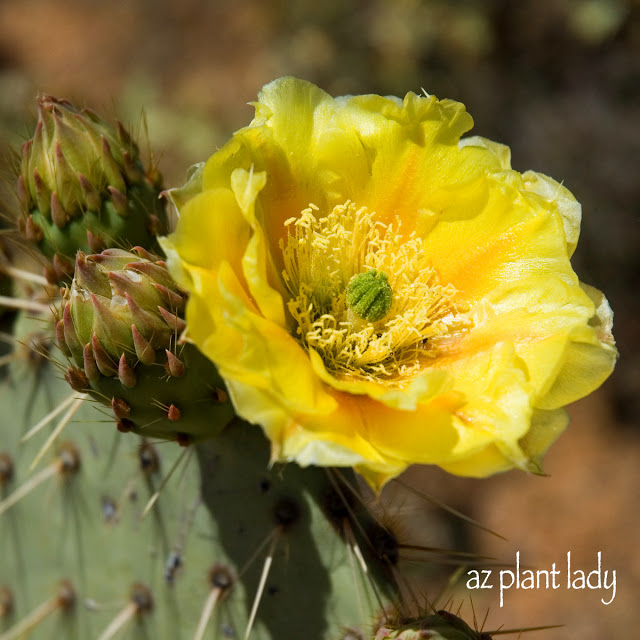 Cactus Flowers 