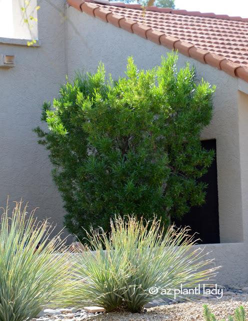 Beautiful Hop Bush Shrub (Dodonaea viscosa)