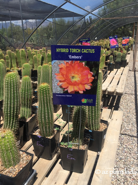 hybrid torch cactus (Embers)