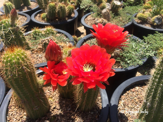 torch cactus