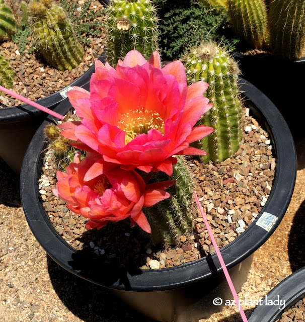 hybrid torch cactus