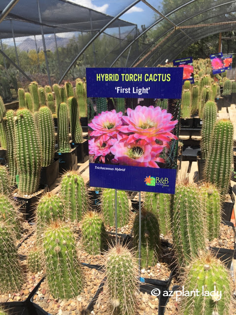 hybrid torch cactus (First light )