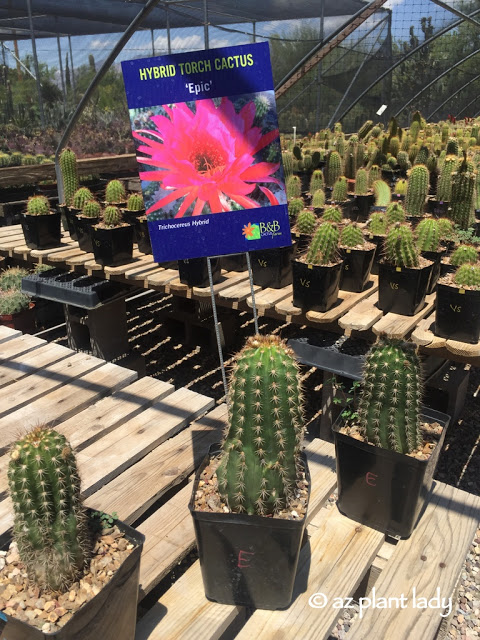 hybrid torch cactus (Epic)