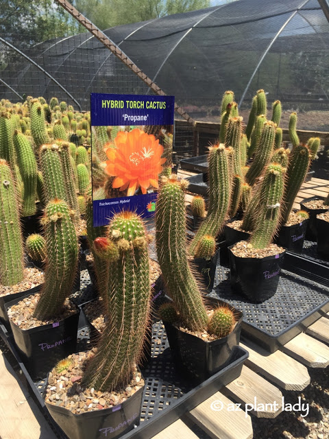 hybrid torch cactus (Propane)