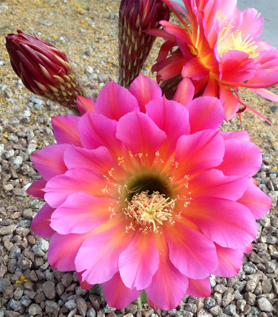 torch cactus (Trichocereus/Echinopsis hybrid), 'Flying Saucer'