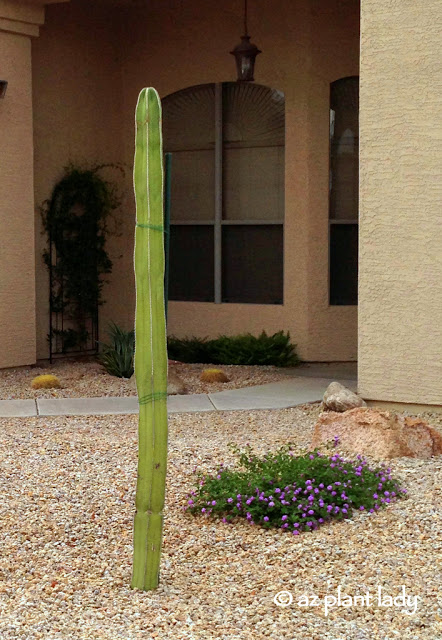 Newly planted - March 2013 , Cactus Cutting 