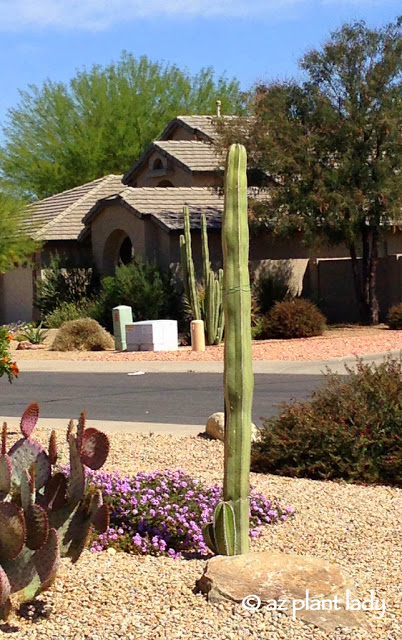 Cactus Cutting : A Newly Planted Cactus Cutting - 3 Years Later