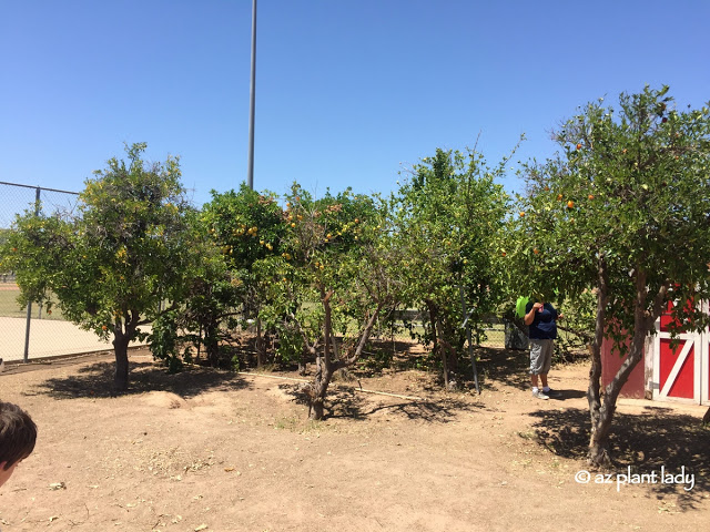  citrus trees along with a few grape vines