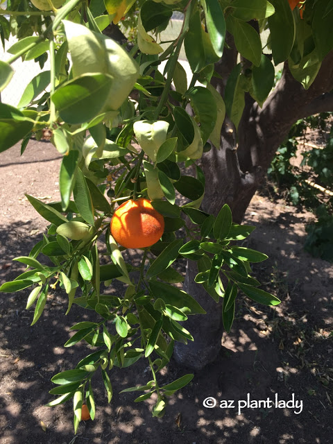 citrus tree