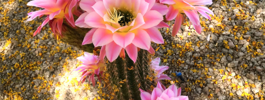 torch cactus