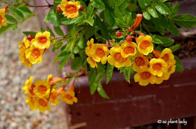 yellow and orange flowering new shrub 