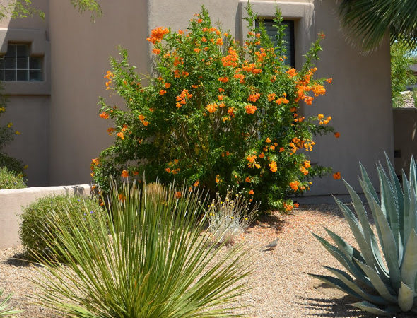 Sparky Tecoma hybrid Archives - Ramblings from a Desert Garden