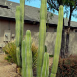 Mexican fence post cactus (Pachycereus marginatus)