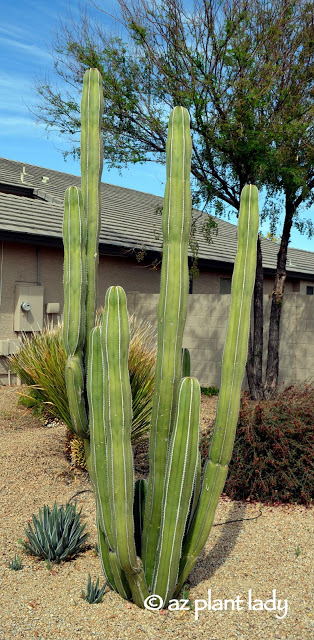 Mexican fence post cactus (Pachycereus marginatus) , Cactus Cutting 