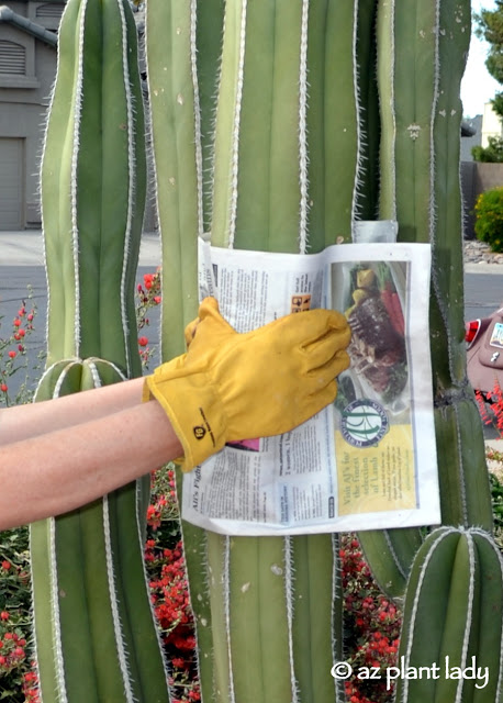 Mexican fence post cactus (Pachycereus marginatus)