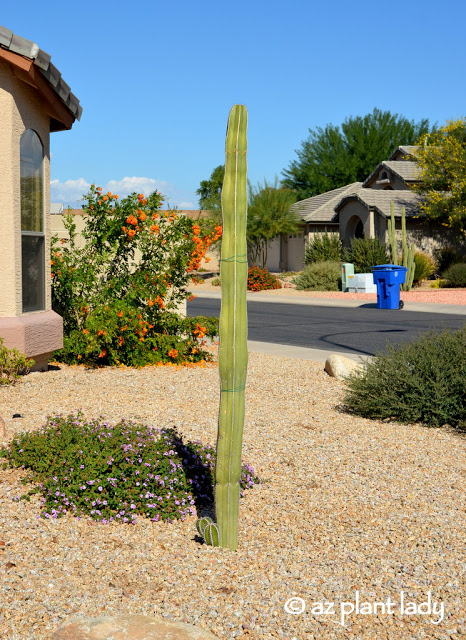 Cactus Cutting ,  November 2013