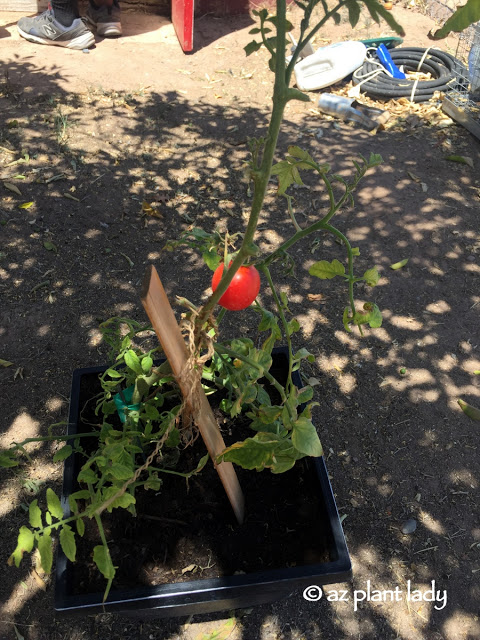 red tomato in the garden 