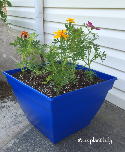 Gardening With Kids: Painting and Planting a Flower Pot