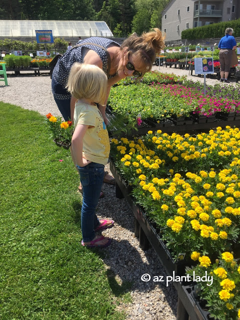 Vegetable Gardens in Unexpected Places | azplantlady.com