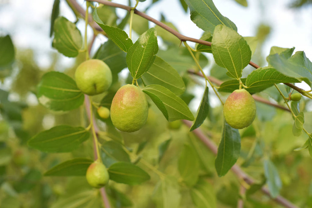 Jojoba green plant with fruits on a farm