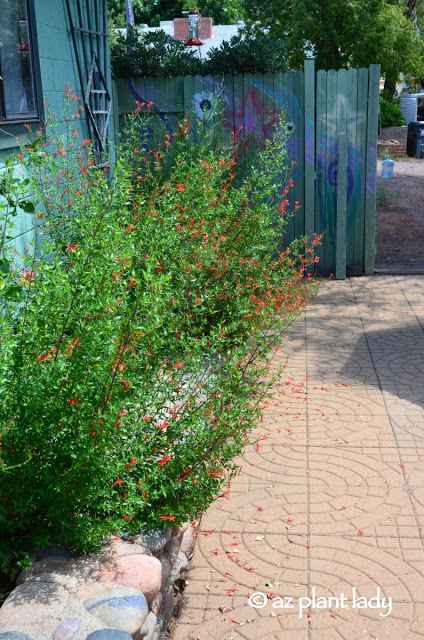 flame acanthus (Anisacanthus quadrifidus var. wrightii)