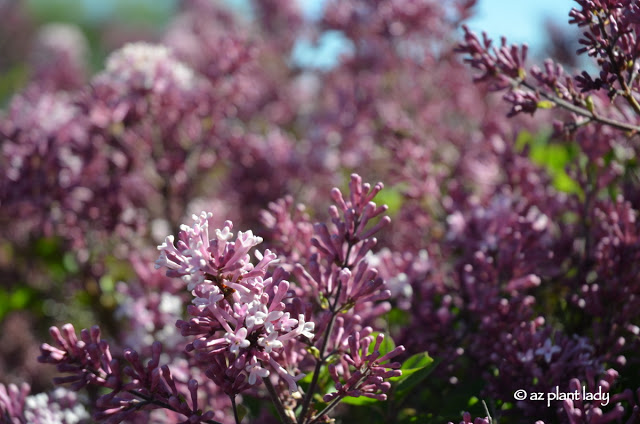 Lilac shrubs