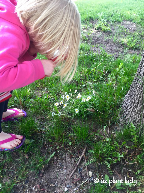 white daisies