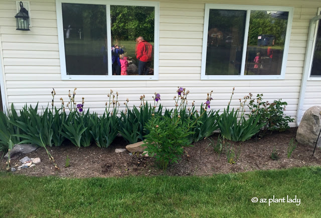 How to Gardening In a New Climate, The front of the house had a continuous row of bearded iris, several peony bushes, and a rose.