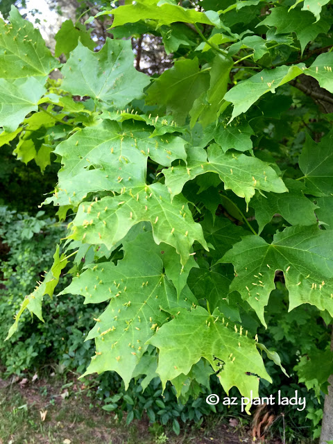 Gardening In a New Climate