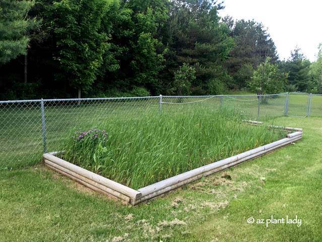 Weed-filled, future vegetable garden