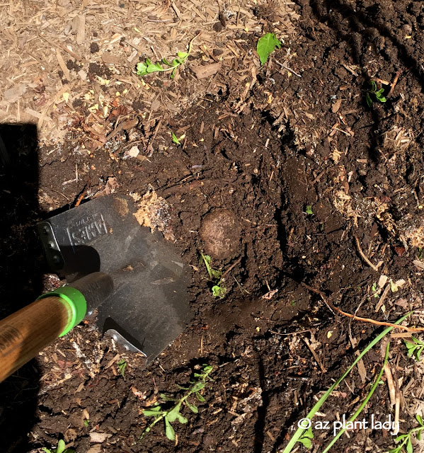 How to Gardening In a New Climate, The soil in this part of Michigan has a LOT of rocks in it.