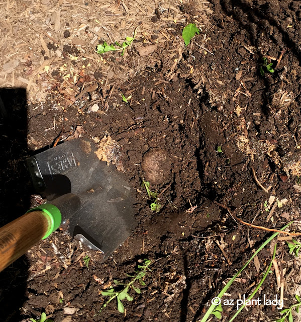 How to Gardening In a New Climate, The soil in this part of Michigan has a LOT of rocks in it. 