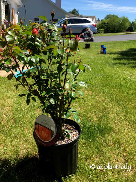 Gardening In a New Climate: Putting Your Own Personal Stamp on Your Garden