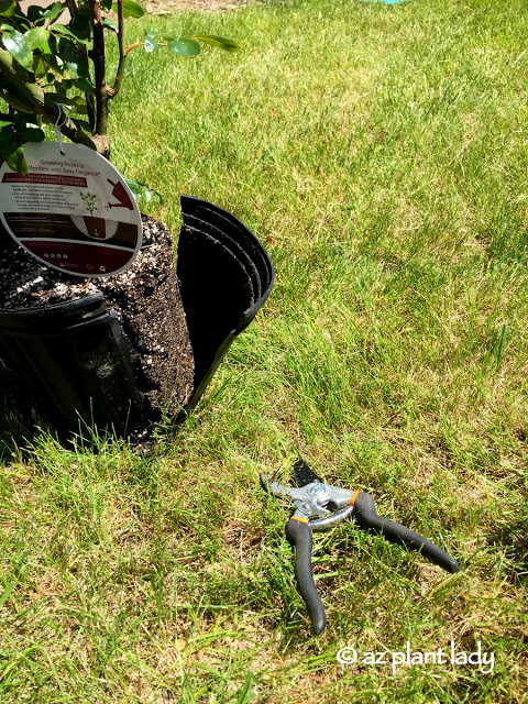 Gardening In a New Climate: Putting Your Own Personal Stamp on Your Garden