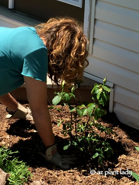 Planting roses for my daughter.