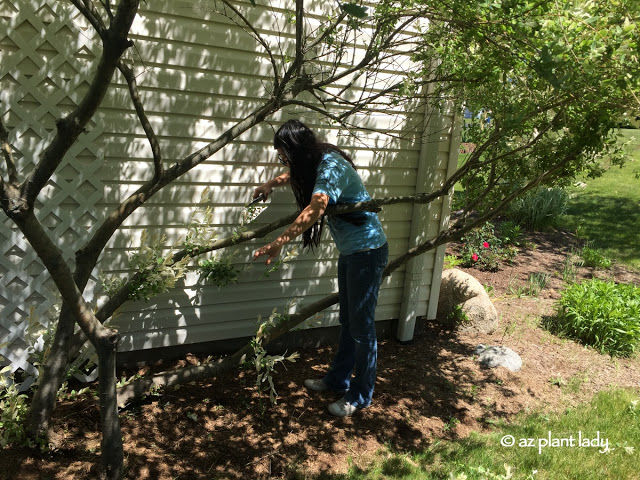 My third oldest daughter, pruning the lower branches of the dappled willow trees