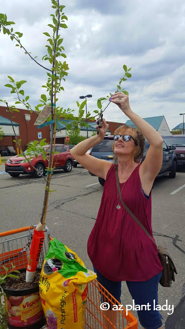 Sometimes, you just have to do a little impromptu pruning in the parking lot to get your new apple tree to fit into the car.