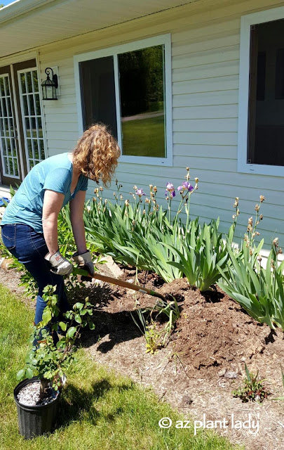 How to Gardening In a New Climate, My daughter didn't particularly like bearded iris. So I dug up most of them.