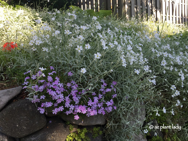 Gardening In a New Climate