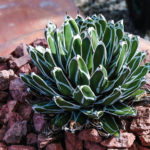 Victoria_agave_reginae_Compacta