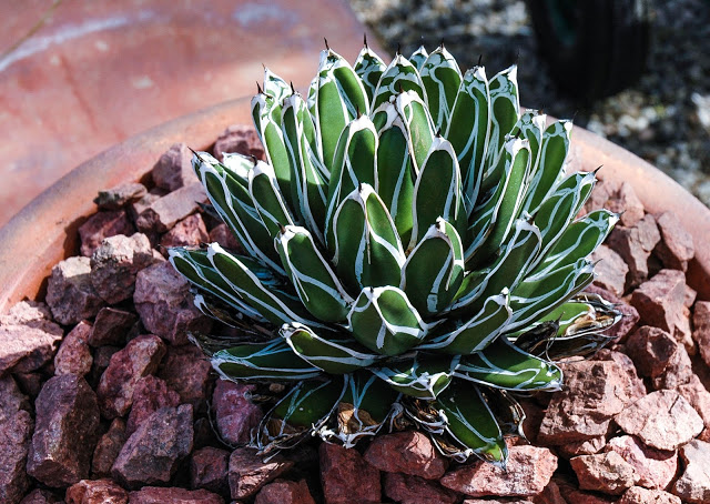 Victoria Agave 'Compacta' Small succulent plants for Containers
