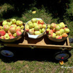 apple_harvest_Arizona_garden