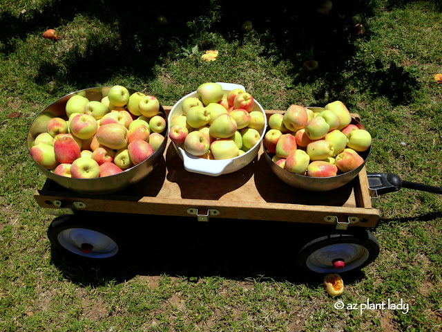 apple_harvest_Arizona_garden
