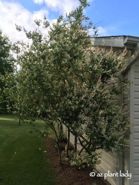 Gardening In a New Climate