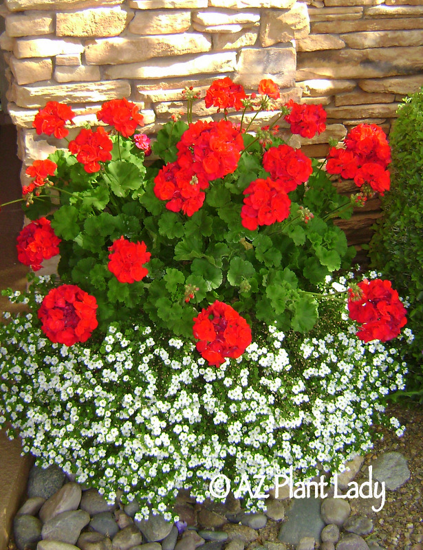 container-red-geraniums