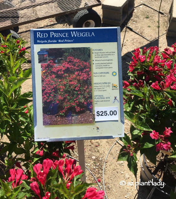 Red  Prince weigela