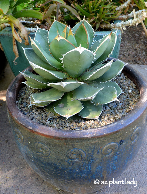 Small succulent plants for Containers