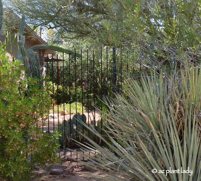  hopbush (Dodonaea viscosa) and yucca.