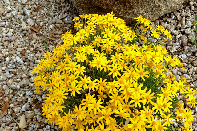 Native Ground Cover, Damianita (Chrysactinia mexicana)