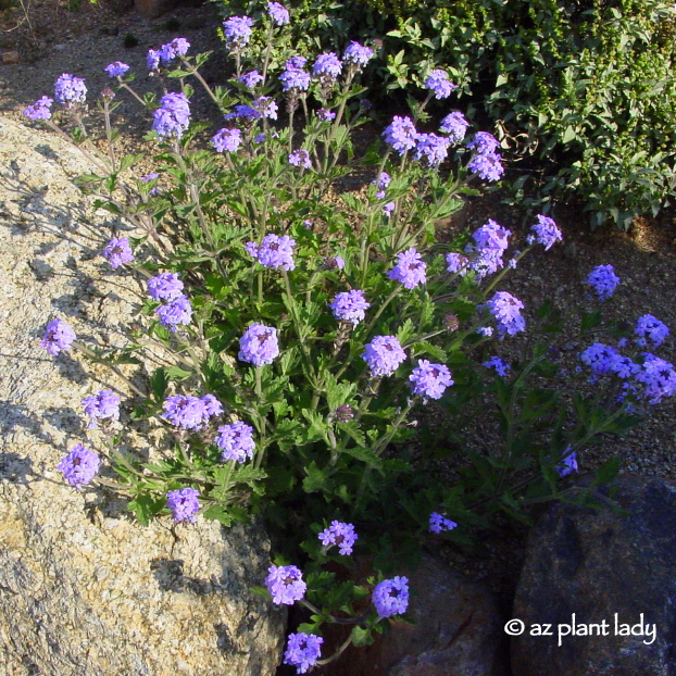 Goodding's Verbena (Glandularia gooddingii)